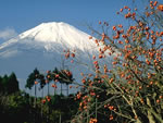 富士山美景的拼图游戏