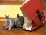 兔子和包包的拼图游戏