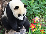 熊猫赏花的拼图游戏