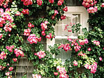 窗台下的玫瑰花的拼图游戏