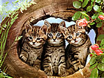 三只小猫的拼图游戏